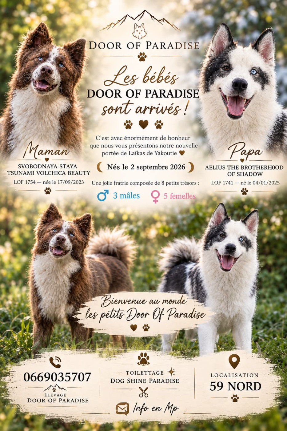 Chiot Laika de iakoutie Door Of Paradise