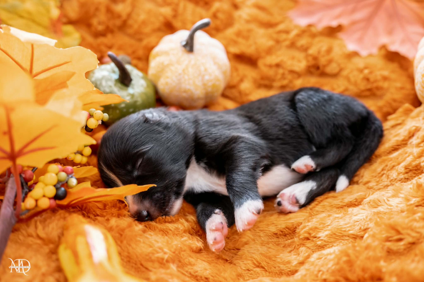 Door Of Paradise - Chiots disponibles - Laika de iakoutie