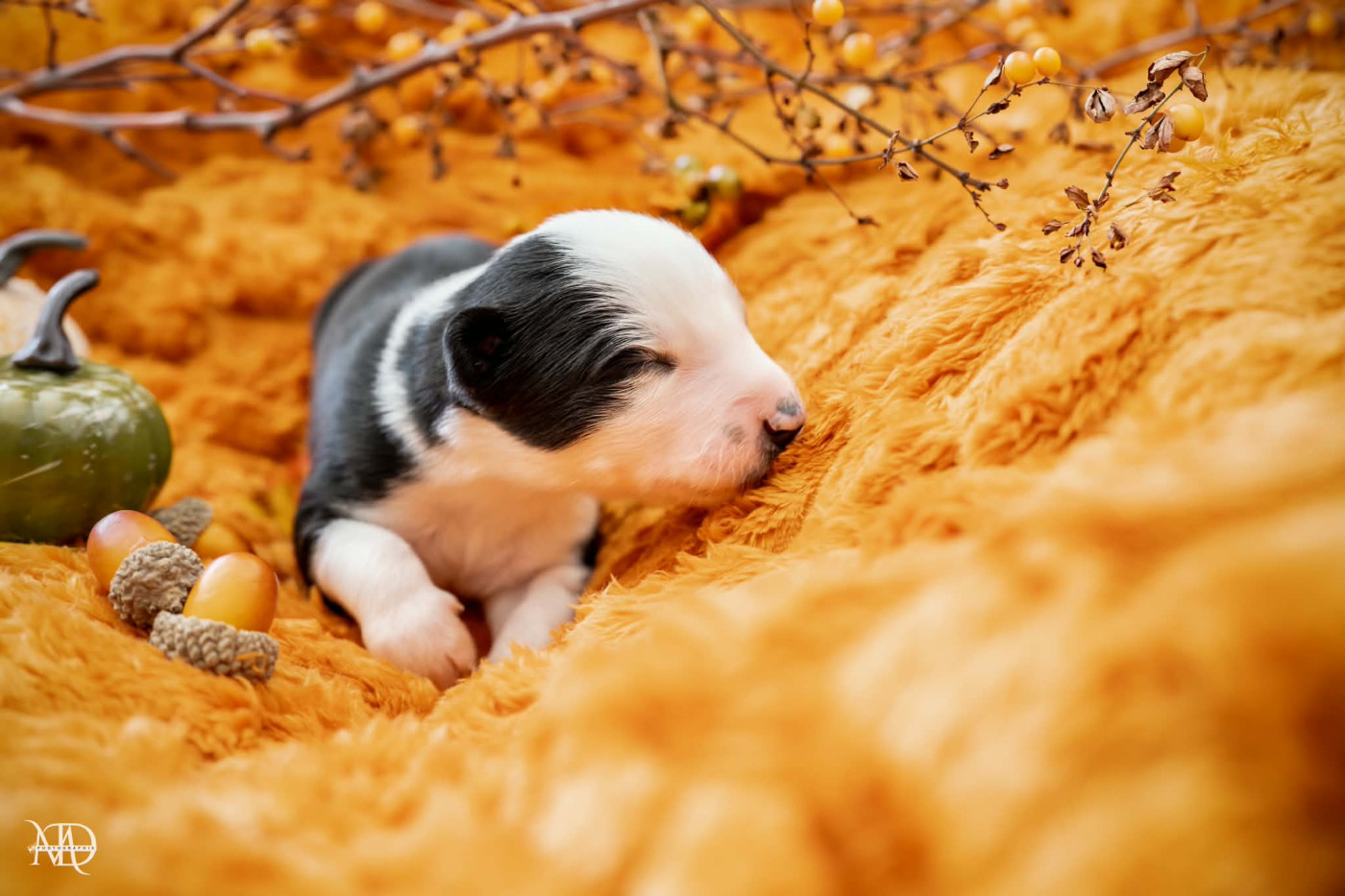 Door Of Paradise - Chiots disponibles - Laika de iakoutie
