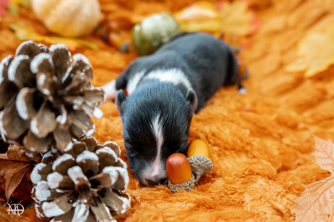 Door Of Paradise - Chiots disponibles - Laika de iakoutie